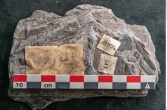 Foto (Detailansicht) von Calamites tenuifolius Ettingshausen (NHMW-GEO-2024-0188-10995)